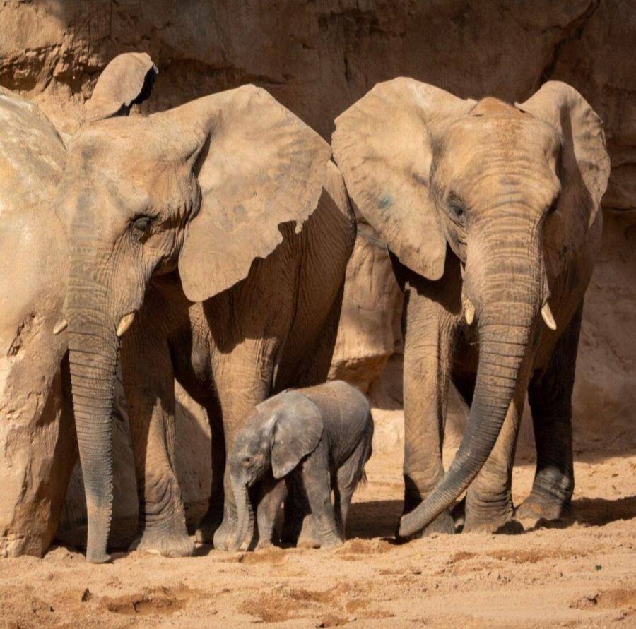 Elefantes en el Bioparc Valencia